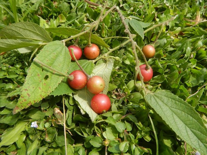 daun dan buah kersen