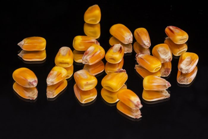 manfaat jagung sebagai pangan fungsional