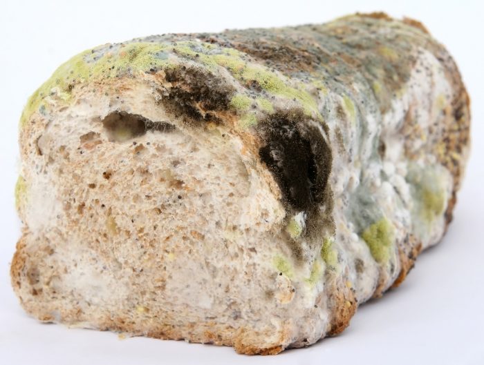 Bolehkah konsumsi roti berjamur